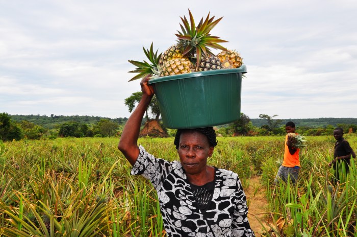 Nyawa Calon Kades di Tangan Petani Nanas