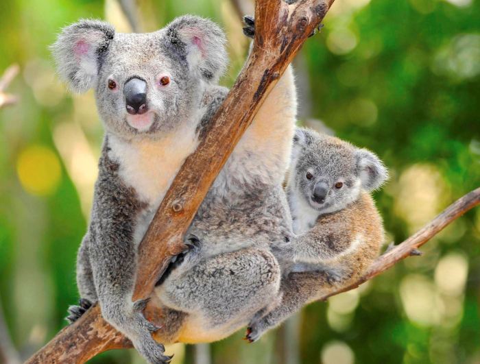 Kebun binatang di australia akan melarang turis memeluk koala mengapa