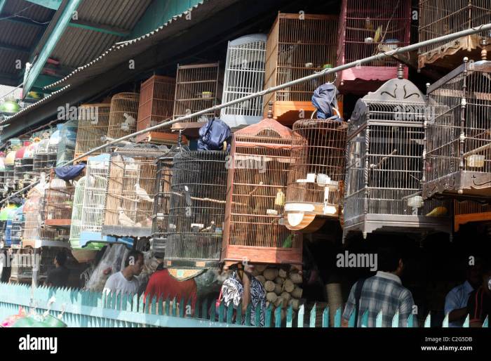 Surga Kicauan Burung di Pasar Pramuka